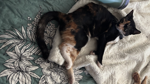 Lost Pet: Luna