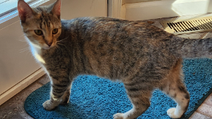 Lost Pet: Zooby