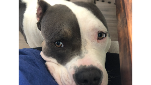 Lost Pet: Nova