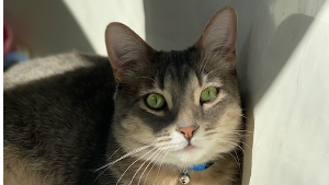 Lost Pet: Bolt