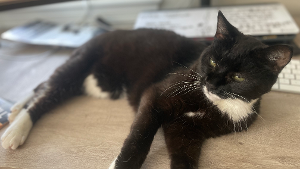 Lost Pet: Spike