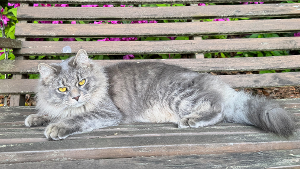 Lost Pet: Ollie