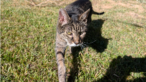 Lost Pet: Jaina