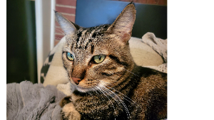 Lost Pet: (Tabby) Muir