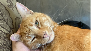 Lost Pet: Monkee