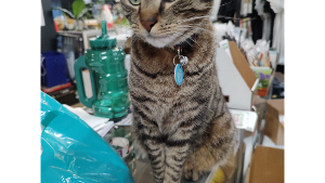 Lost Pet: Cal