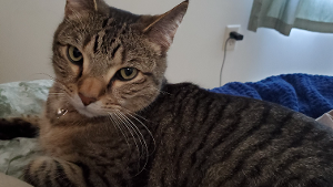 Lost Pet: Steve