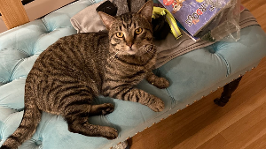 Lost Pet: Elvis Boogers