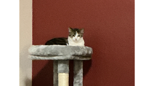 Lost Pet: Ali Haynes