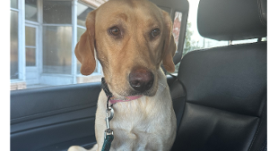 Lost Pet: Honey Bolton