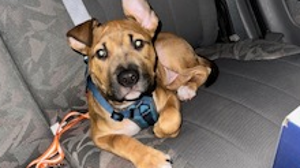 Lost Pet: Kylo Ren Solo Skywalker