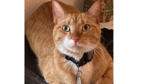 Lost Pet: Ginger  (Previously Lisa Simpson at APA)