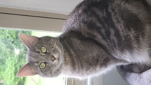 Lost Pet: Grayson Beanz Bustamante-Campbell KC 11382-23