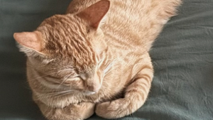 Lost Pet: Ginger