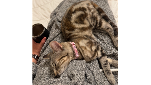 Lost Pet: Leonidas Rex