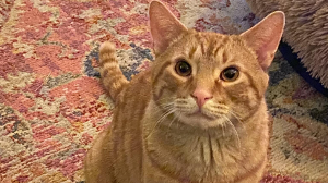 Lost Pet: Biscuit (Nacho)