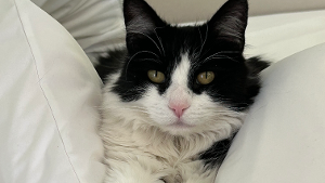 Lost Pet: Crookshanks