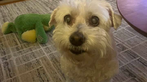 Lost Pet: Rosie Lenox