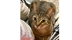 Lost Pet: Jimi Hendrix Anglin