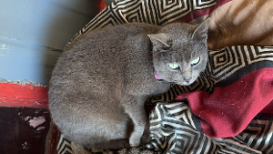 Lost Pet: Beans
