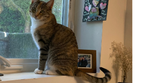 Lost Pet: Ajna