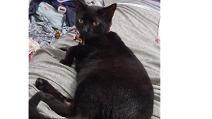 Lost Pet: Midnight