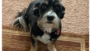 Lost Pet: Dunkin