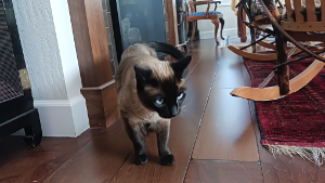 Lost Pet: TT