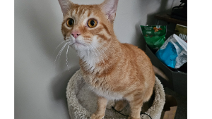 Lost Pet: Ember