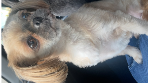 Lost Pet: Izzy