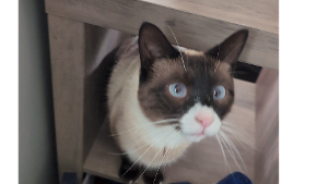Lost Pet: Cotton