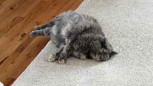 Lost Pet: Cucciolina