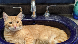 Lost Pet: Trash Panther