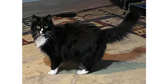 Lost Pet: Dharma Arnold