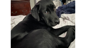 Lost Pet: Gloria Urbino