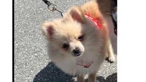 Honey Lulu<