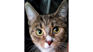 Lost Pet: BaBa Joule