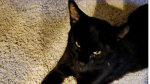 Lost Pet: Midnight