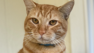 Lost Pet: Chuck Norris Cheddar