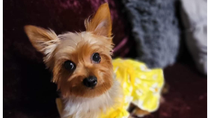 Lost Pet: Xena Mitchell