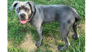 Lost Pet: Piper Gypsy