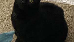 Lost Pet: Little Boy Junior