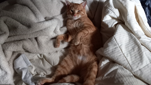 Lost Pet: Lucci Burke