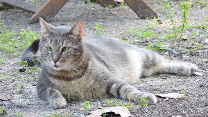 Lost Pet: Hedo Guido