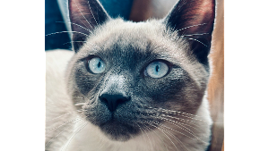 Lost Pet: Captain Cutie