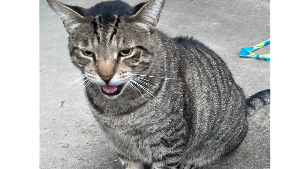 Lost Pet: Brutus