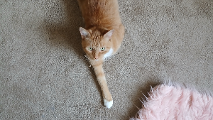 Lost Pet: Leo