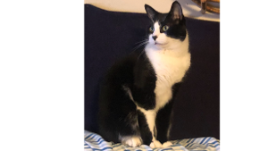 Lost Pet: Sora Elliot