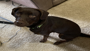 Lost Pet: Sasha