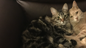 Lost Pet: Caliope